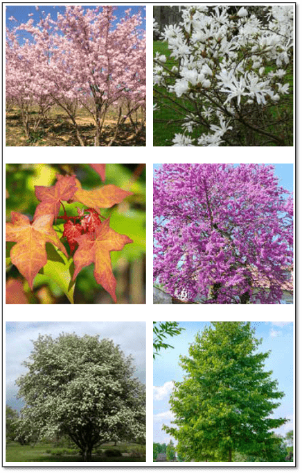 résidentialisation flers proposition végétaux